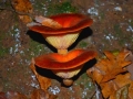 Funghi volanti (R. Nevola)